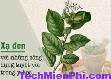 Cây xạ đen có tác dụng gì? Công dụng của cây xạ đen trị bệnh gì?